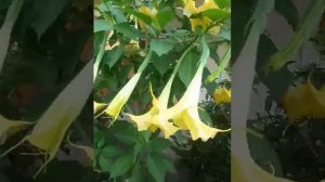 Long flower datura bonsi