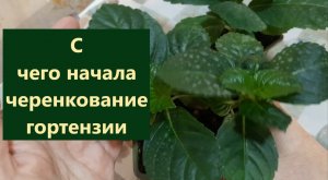 С чего начала черенкование гортензии. Жители теплицы. Грунт для черенков какой?