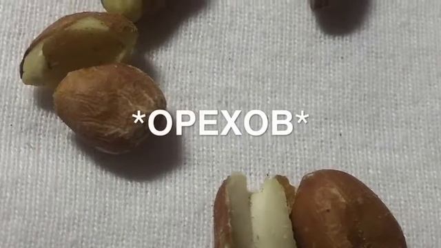 Чем кормить хомяка?Корм для хомяка /питание грызунов