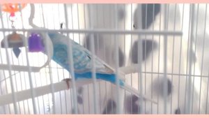 Что делать если волнистый попугай чихает?//Как лечить?/Parrot Show