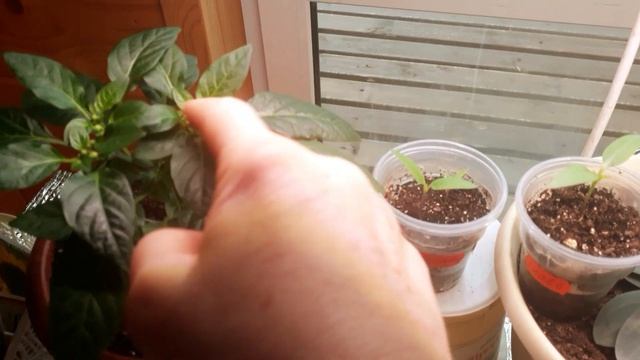 Эустому под лампы! Подсветка с утра до вечера! смотреть онлайн