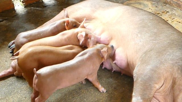 Cute pig breastfeeding video $475 смотреть онлайн