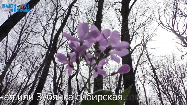 Первоцветы - вестники весны. Персидский ковёр Русского леса.  Ставропольские первоцветы.  Весна