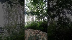 Ловля соловья на сомаловку г. ташкент
