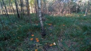 ПАДЕВЫЙ МЁД @ ПАДЕВЫЙ ГОД !!! Приметы по которых можно определить берут ли пчёлы падь .