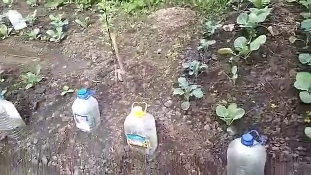 Огурцы в грунте. Что я делаю чтоб они не замерзли. смотреть онлайн