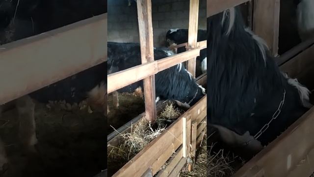откорм бычков, быстрый откорм.Как купили быка???