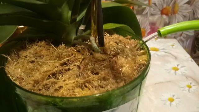 Приятная радость от уценённых орхидей. Первый полив орхидеи в закрытой системе. смотреть онлайн