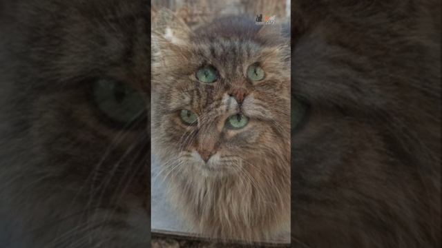 Придворная Зеленоглазка согласилась на маленькую фотосессию
