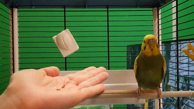 1 из 5 способов ускорить приручение попугая смотреть онлайн