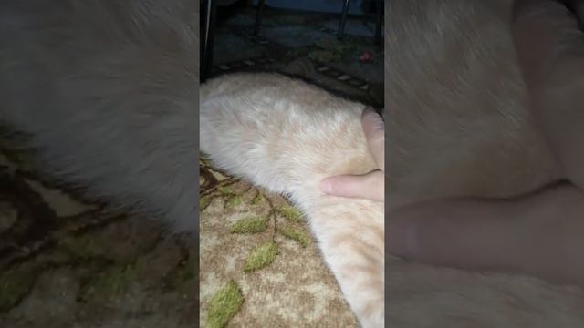 #котеноквдоме Знакомство взрослой кошки Алисы и маленького котёнка Сёмы. День 5.