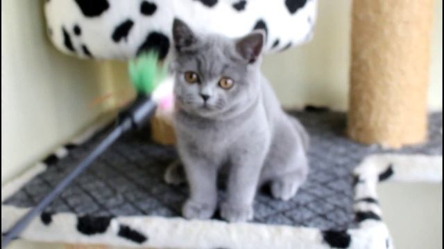 Голубая британская кошечка FRAYA. смотреть онлайн