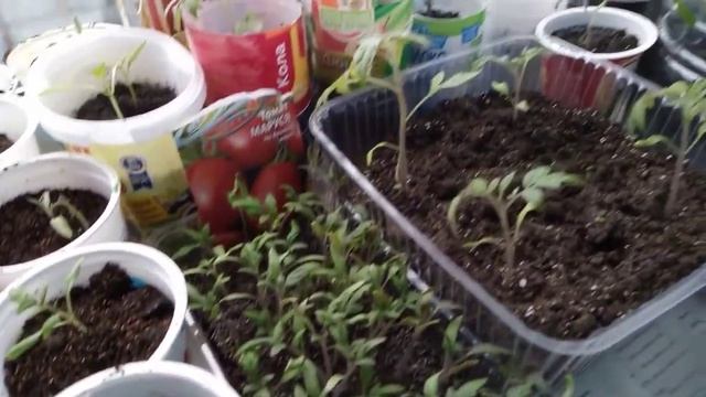 Рассада помидор. Подкормка. Куринный перегной и разрыхлитель для земли. смотреть онлайн