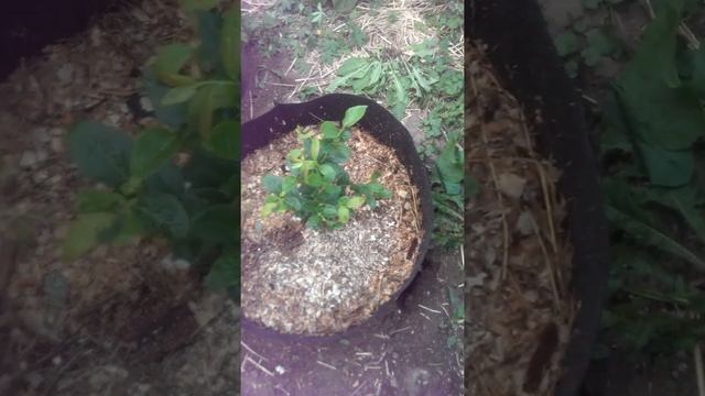 Голубика в контейнерах . Как правильно посадить . смотреть онлайн