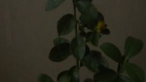 Фукуши Кумкват (Fortunella obovata)