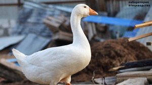 гусеводство - выбор породы гусей,