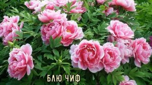 ЦВЕТЫ МОЕЙ МЕЧТЫ. ПИОН. ВЕЛИКОЛЕПИЕ ЦВЕТА