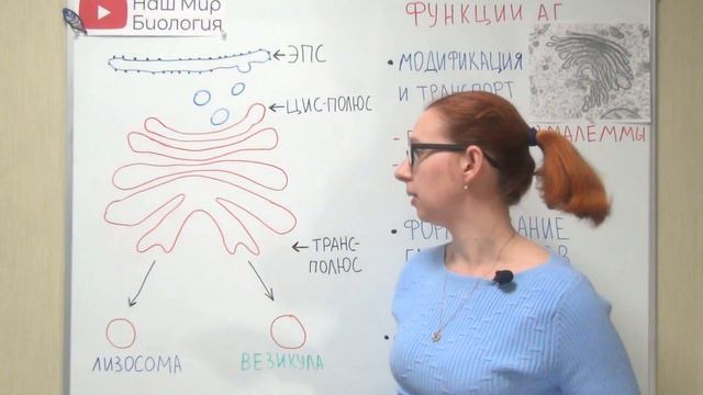 Аппарат Гольджи смотреть онлайн