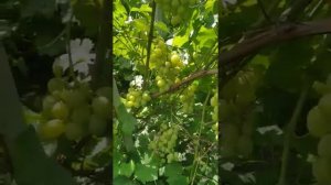 Созревает раньше Ромбика!!! Находка 2021 года!!! ШАРМ виноград селекции Георгия Остапенко 23.07.21г