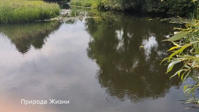 Вода Зеркало это Медитация на Звуки Воды, Пение птиц, Красивые Пейзажи. Все на Расслабление, Отдых смотреть онлайн