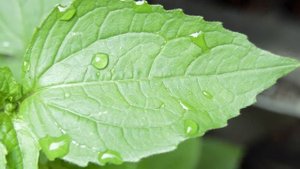 ЗЕЛЬЕ-ТАЛИСМАН НА ЛЮБОВЬ ПРОСТОЙ РЕЦЕПТ