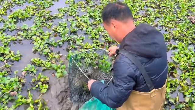 这鱼塘甲鱼太多了，用脚踩就能抓到，大的5斤多卖80元一斤发财了 смотреть онлайн