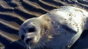 Детеныш тюленя: рождение .