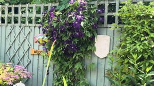 Clematis Aotearoa in Full Bloom. English Cottage Garden Flowering Plant. Purple Flowers Spectacular