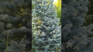 Укоренение Пихты Корейской.