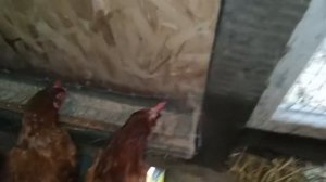 Бункерная кормушка для домашней птицы. Размеры и принцип работы.