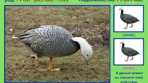 Гуси. Голоса птиц России
