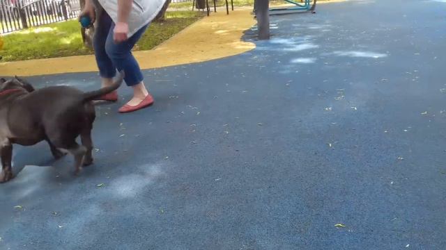 Американский Булли, тип покет, АВМКС БУШИ смотреть онлайн