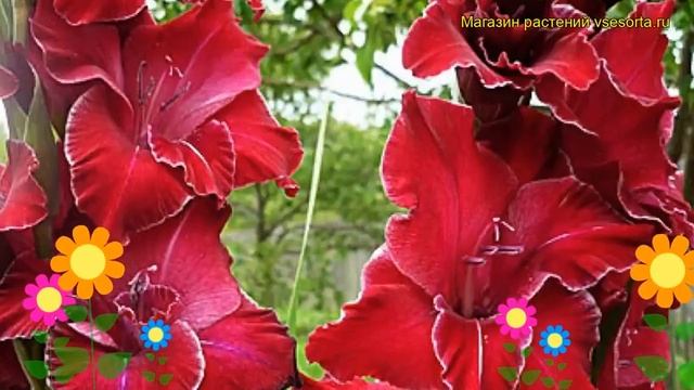 Гладиолус гибридный Баккара. Краткий обзор, описание характеристик, где купить луковицы смотреть онлайн