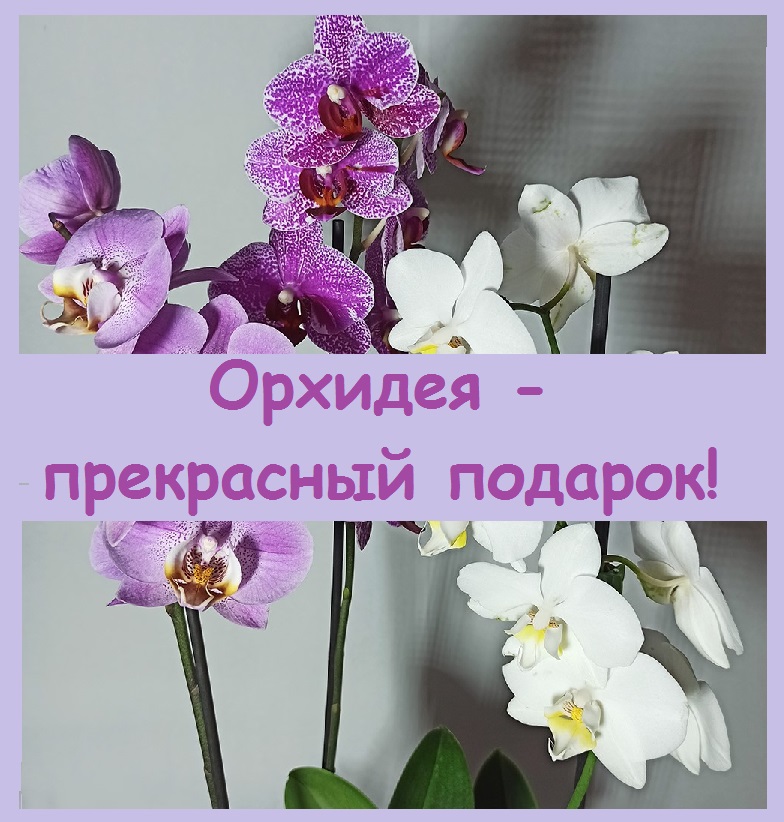 Орхидеи фаленопсис - прекрасные и разнообразные, отличный подарок на 8 Марта и просто так!