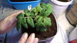 Комнатные томаты и огурцы растут не по дням, а по часам!