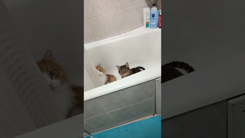 Наши коты решили принять душ!!!