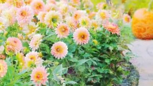 Клумбы из георгин!!! Создайте сад своей мечты!!!