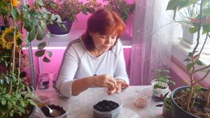 МУРАЙЯ  из ягодки  посев семян на рассаду / Муррейя (Муррайя, murraya).