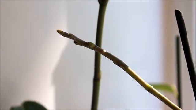 Орхидея Phalaenopsis с сгнившей точкой роста // Выживаемость орхидеи потрясает