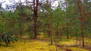 Как Посеять Грибы на Даче с Удачным Результатом