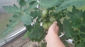 Как лучше формировать томаты, в один или в два ствола.