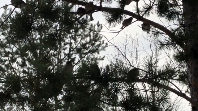 Птицы, воробьи и синицы. Подкормим пернатых смотреть онлайн