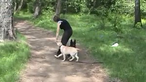 Воспитание и дрессировка ОКД щенка лабрадора