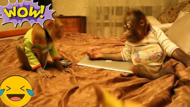 Смешные обезьяны _ Лучшая подборка видео приколов с обезьянками (720p)