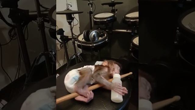 Baby Monkey sleep over Roland drum after tired played drum at gig..LOL