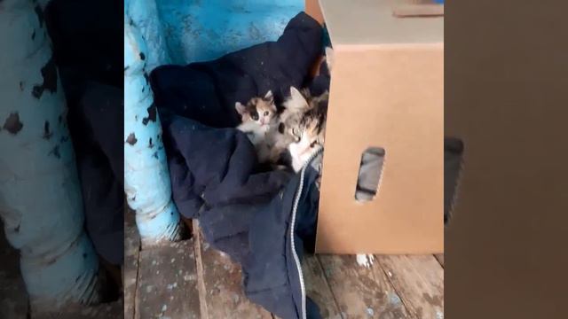 Кошку с котятами бросили в подъезде. Волонтеры приехали забрать семейство. смотреть онлайн