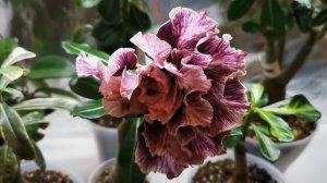 Видео 78. Цветение Адениума Golden years