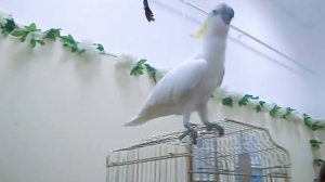 Желтохохлый  какаду танцует