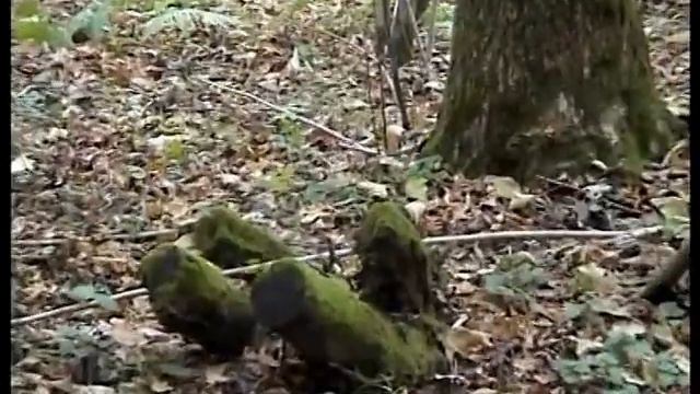 Рядовки сине - фиолетовые обыкновенные. Лес. Грибы. смотреть онлайн