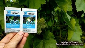 ? Опять ДОЖДИ! Останови БОЛЕЗНИ на ВИНОГРАДЕ! Когда и чем ПРАВИЛЬНО провести третью обработку